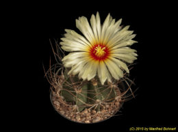 Astrophytum capricorne 1433